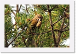 kapulintau crossbill 7877 * 1244 x 824 * (1.3MB)